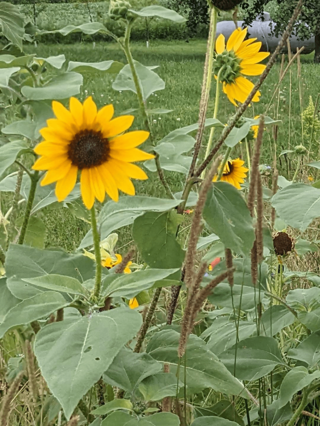 If I Were A Flower