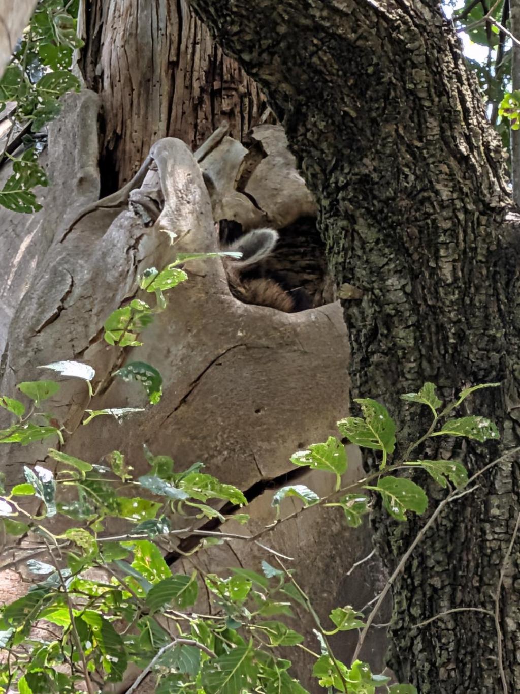 Raccoon, Rabbit, Rat